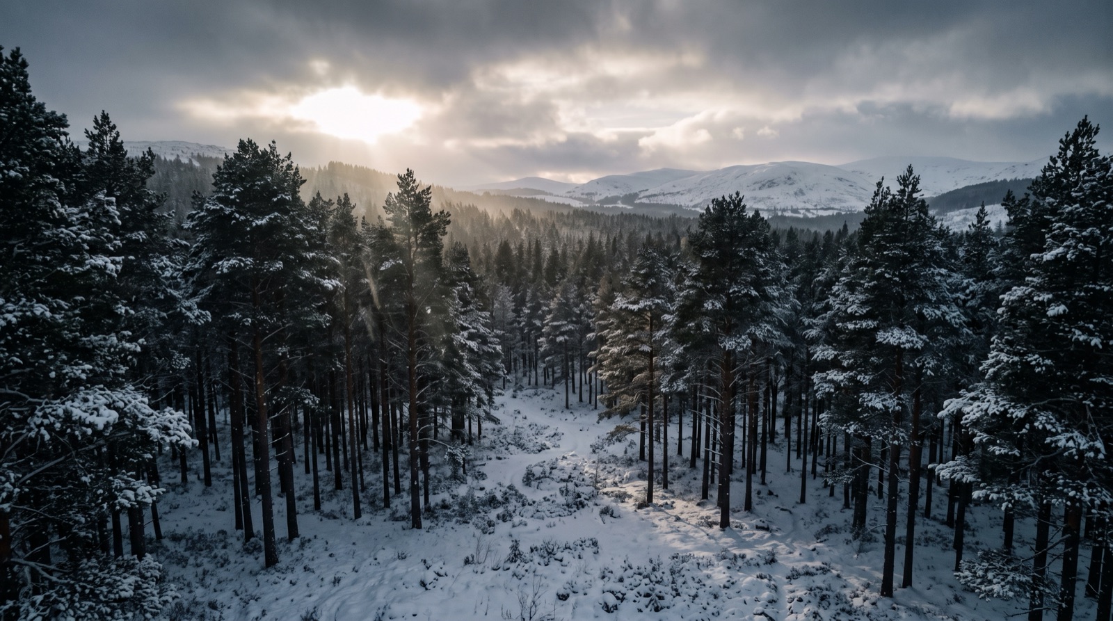 Shafts of light in a dark pine forest