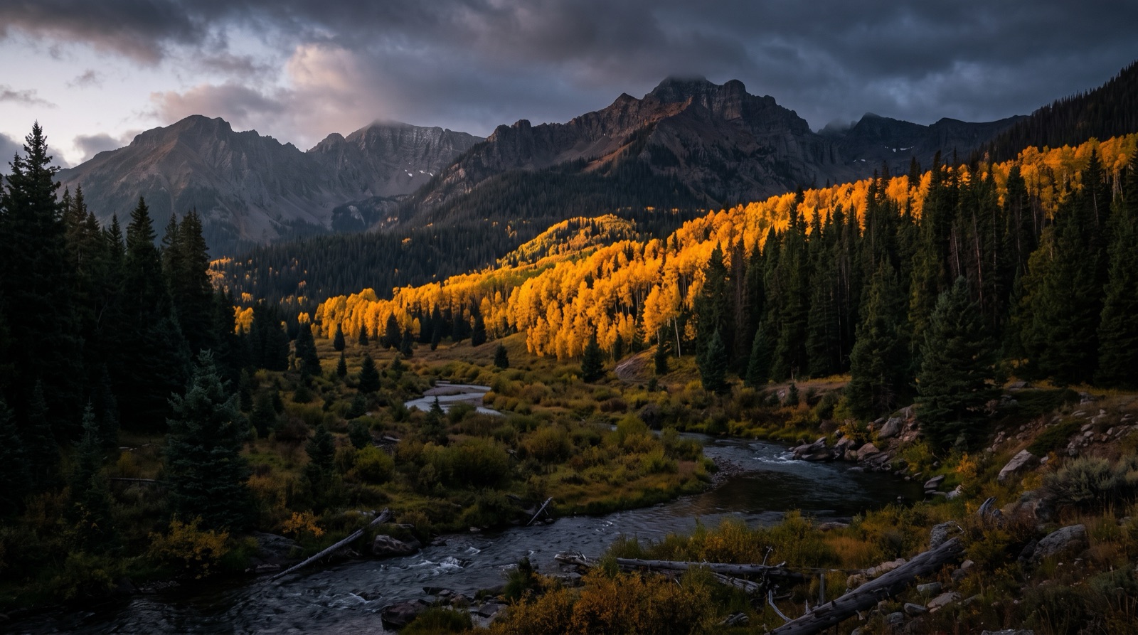 A golden aspen grove against dark timber
