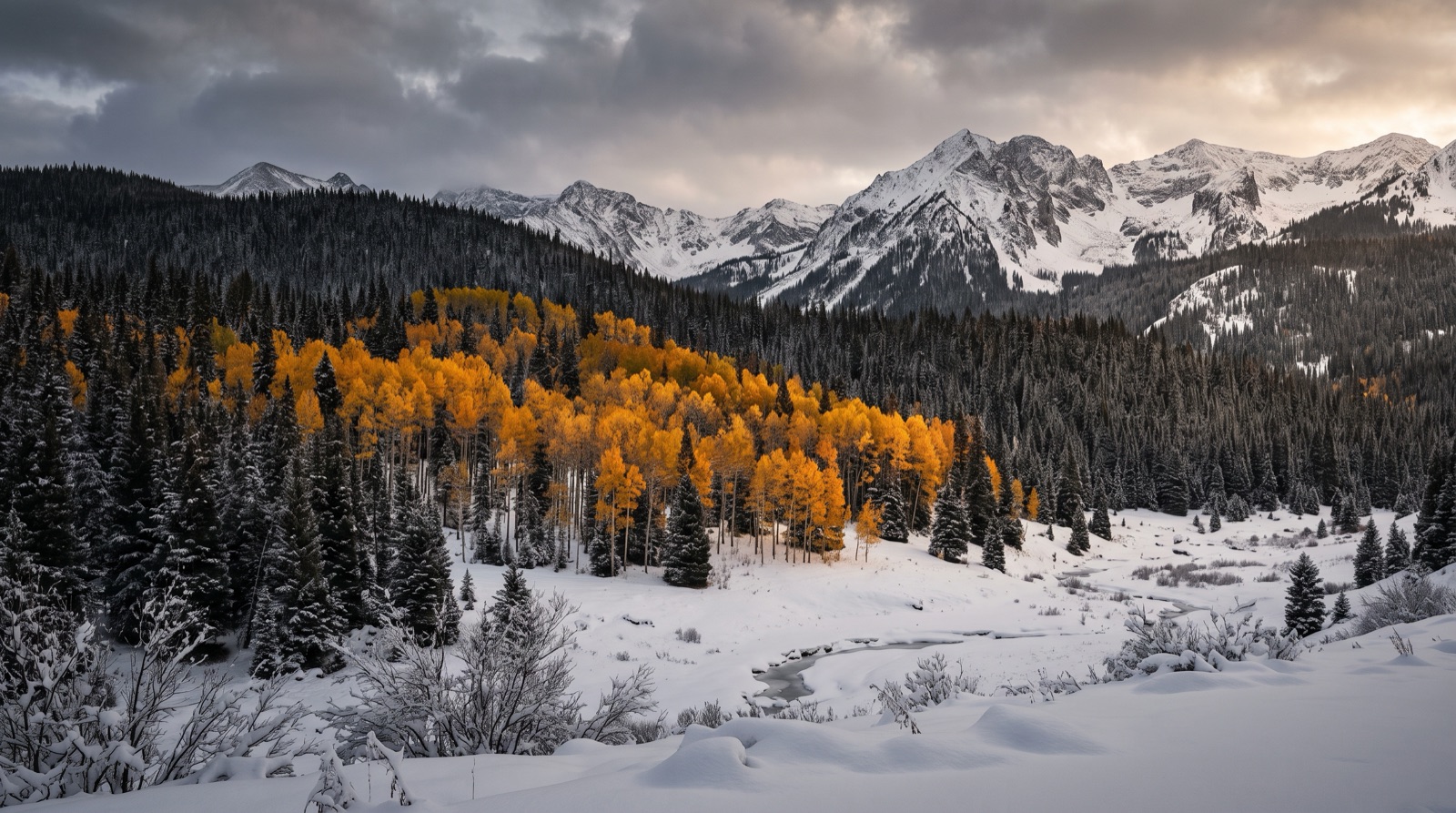 A golden aspen grove against dark timber