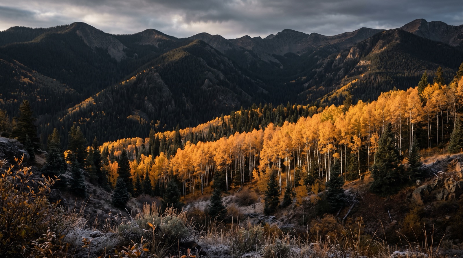 A golden aspen grove against dark timber