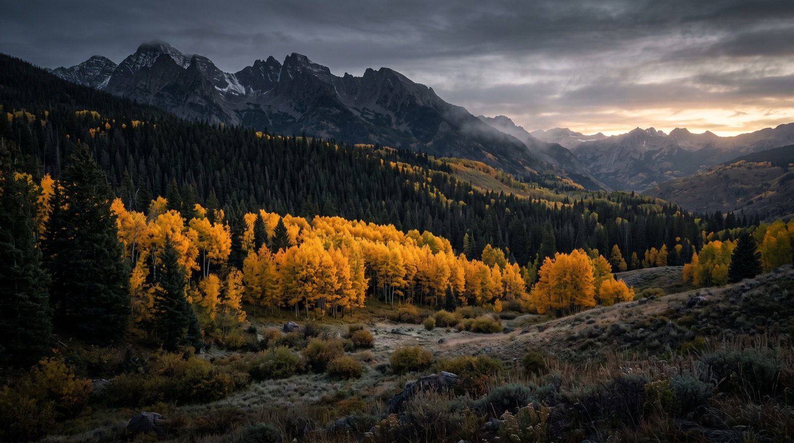 A golden aspen grove against dark timber