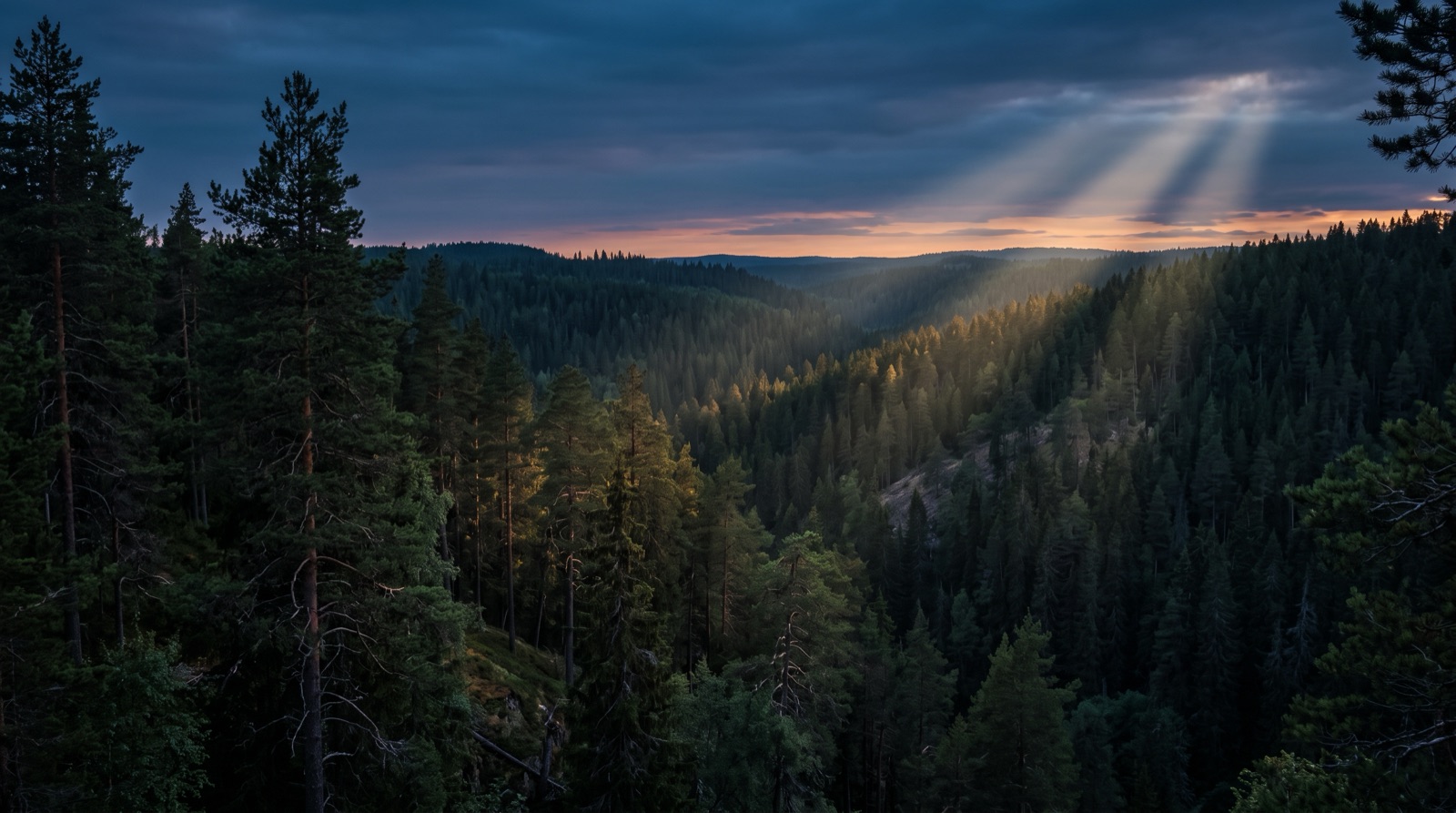 Shafts of light in a dark pine forest