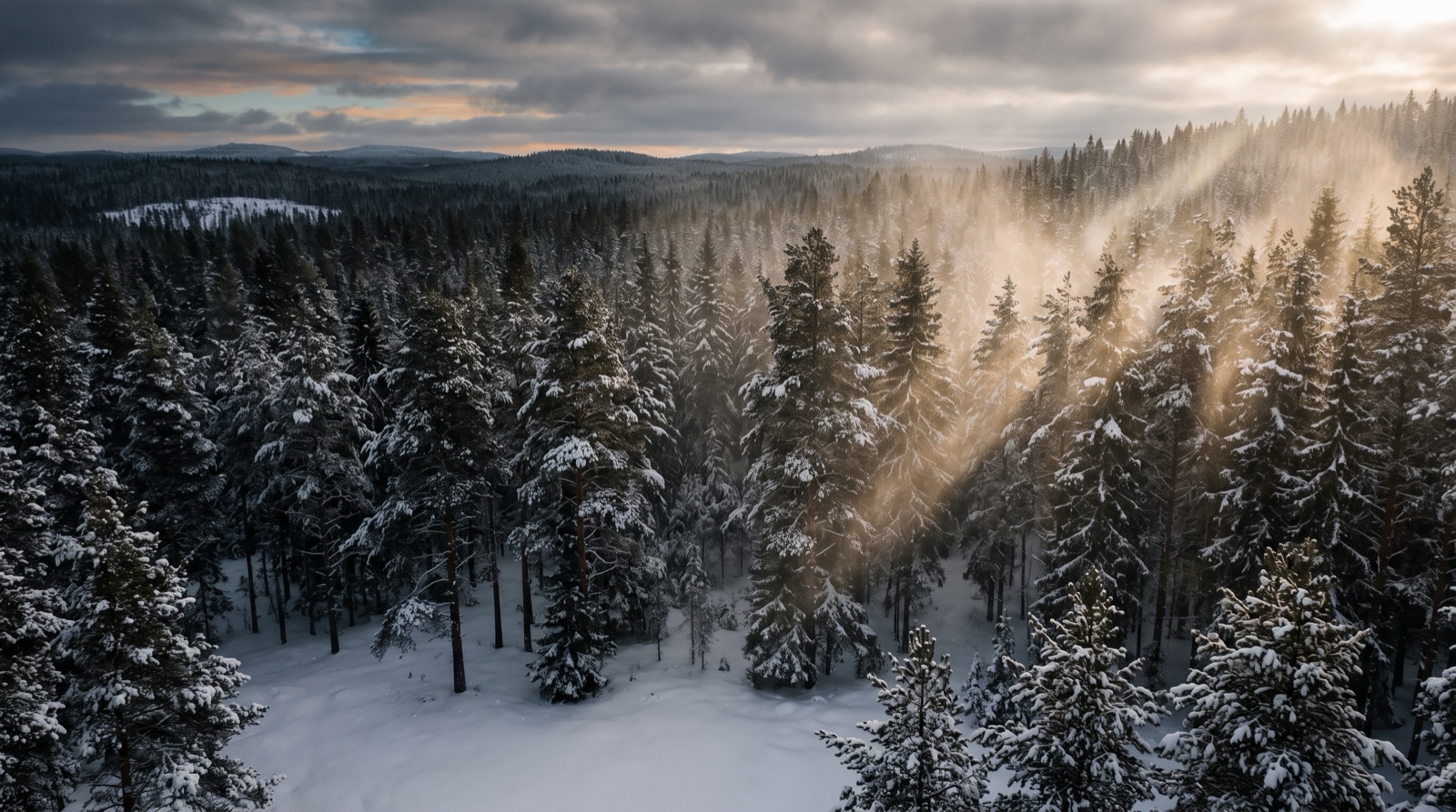 Shafts of light in a dark pine forest